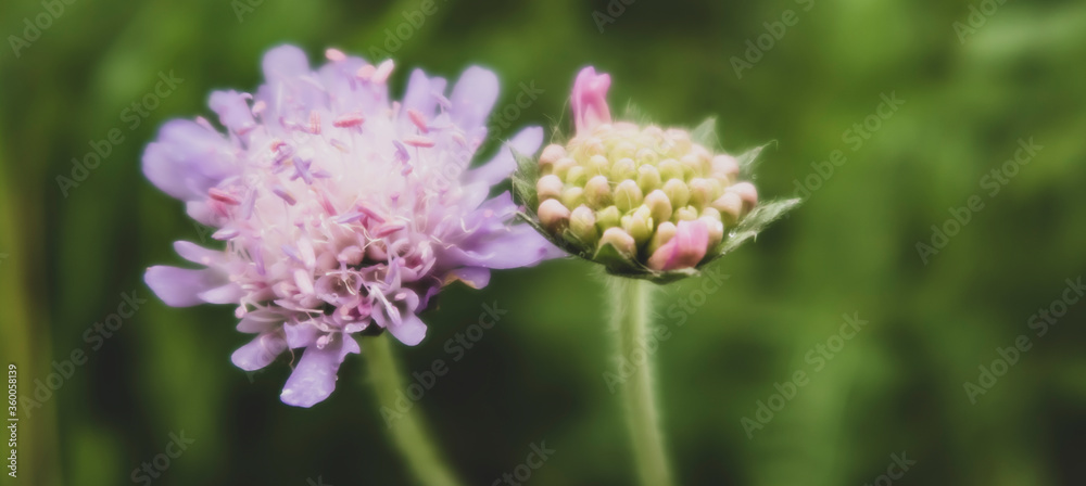 bee on a flower
