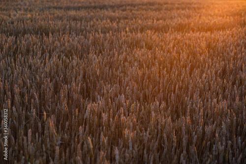 field of ripe wheat with sun flare
