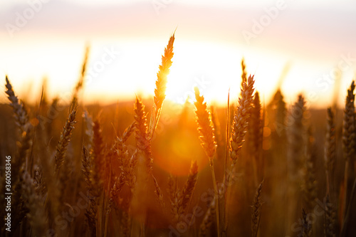 field of ripe wheat with sun flare