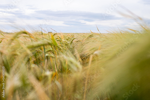 beautiful  barley field almost ripe detail