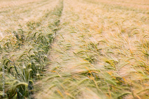 beautiful  barley field almost ripe detail