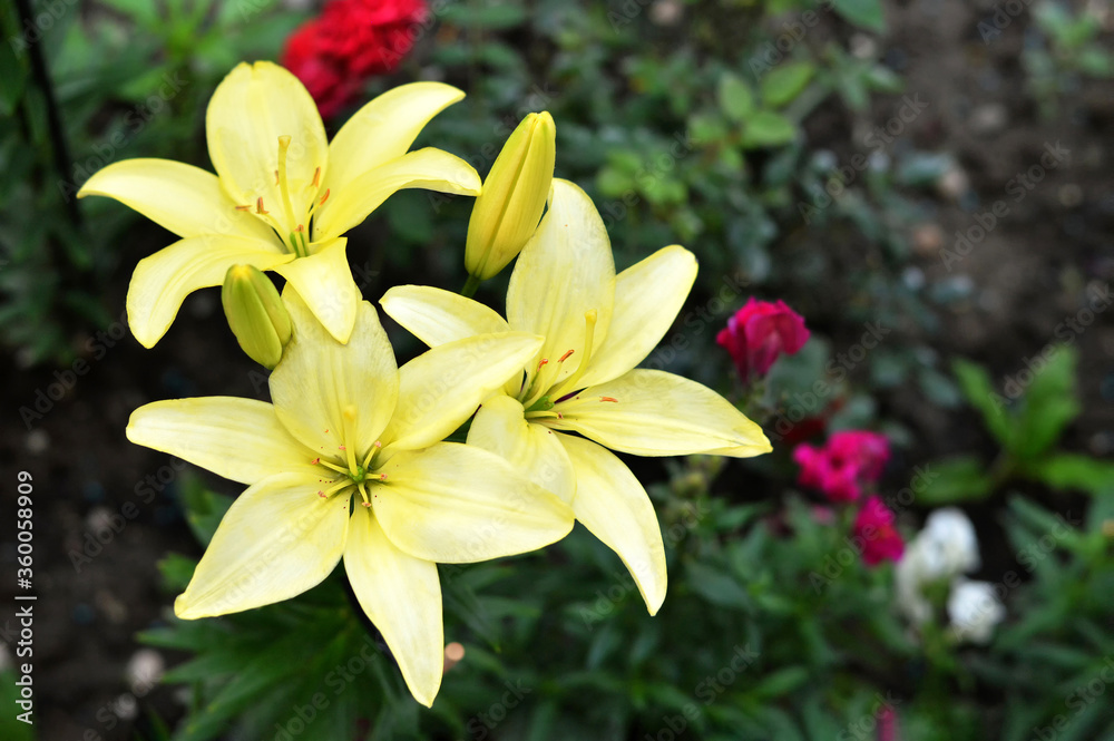 Fototapeta premium Lily flowers growing in a summer garden