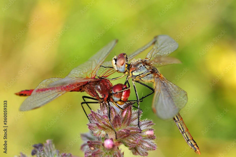 Macro shots, Beautiful nature scene dragonfly. Macro shots, Beautiful nature scene dragonfly.