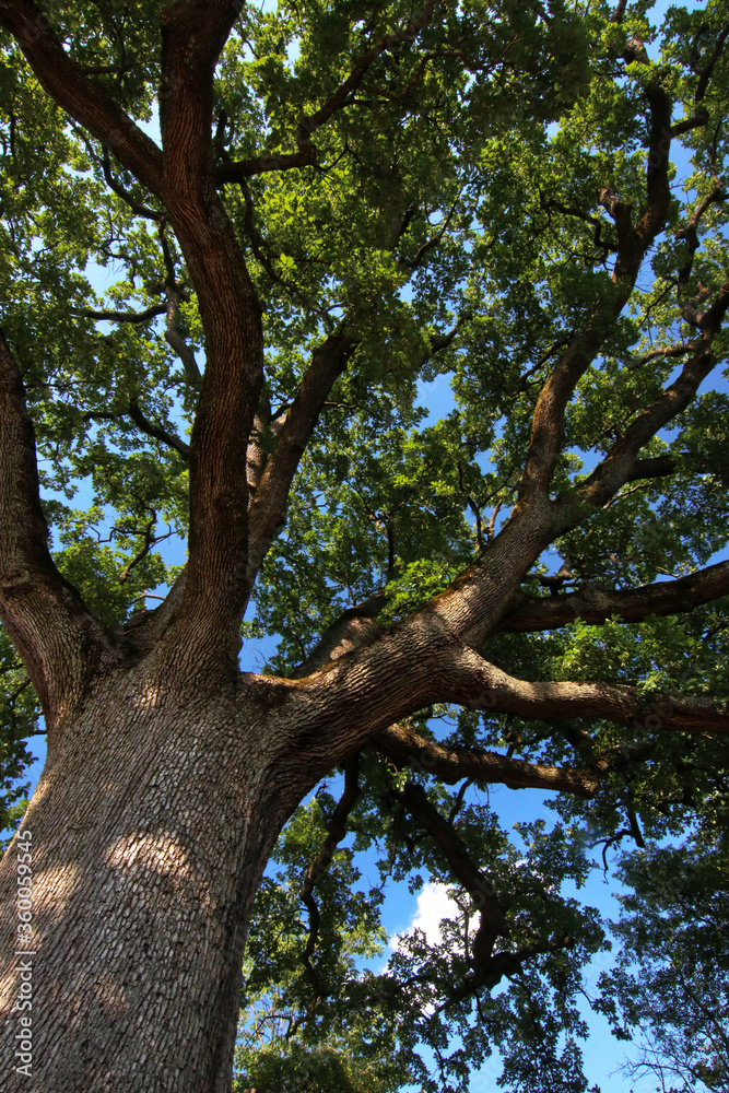Imponente quercia centenaria in un paesaggio collinare, si staglia sul blu del cielo in una giornata d’estate, dettagli del tronco e dei rami