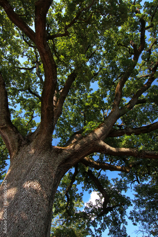 Imponente quercia centenaria in un paesaggio collinare, si staglia sul blu del cielo in una giornata d’estate, dettagli del tronco e dei rami Imponente quercia centenaria in un paesaggio collinare, si staglia sul blu del cielo in una giornata d’estate, dettagli del tronco e dei rami