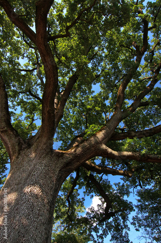 Imponente quercia centenaria in un paesaggio collinare, si staglia sul blu del cielo in una giornata d’estate, dettagli del tronco e dei rami