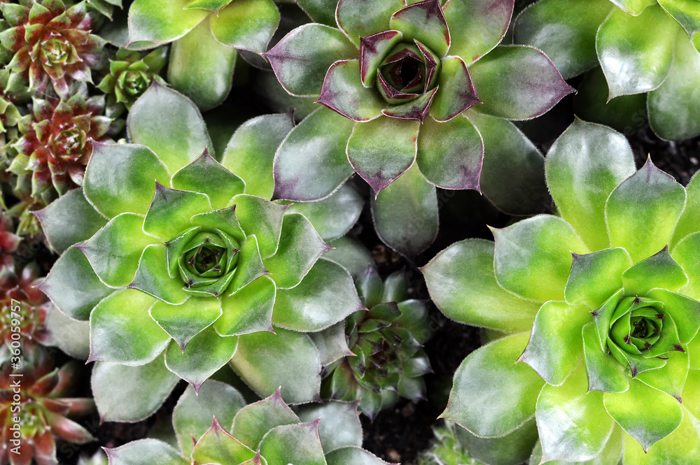 Top view of houseleeks (Sempervivum succulents) Top view of houseleeks (Sempervivum succulents)