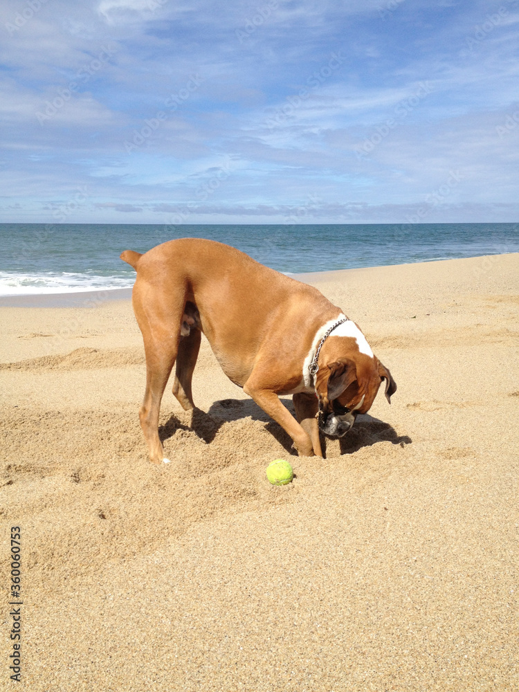 Flashy Fawn Boxer Dog Burying Ball in Sand on Beach