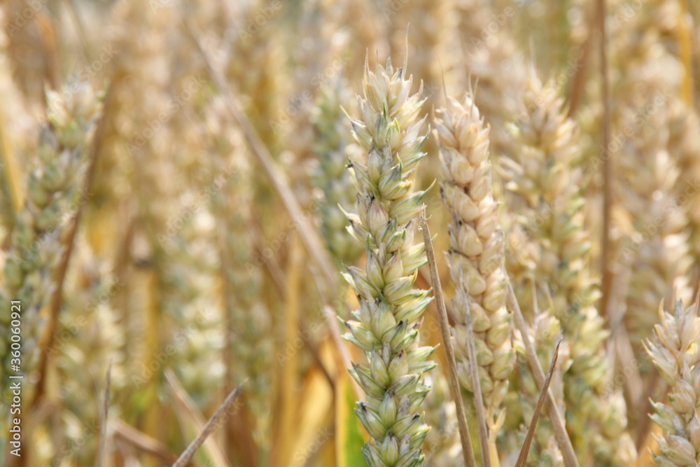 field grain cereals village rural plants