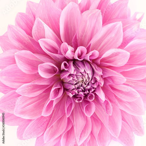 Pink Dahlia Closeup on White Background