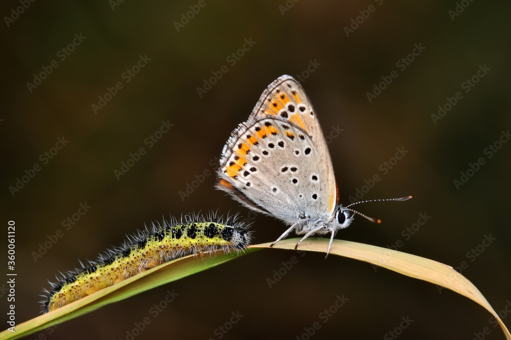 Closeup beautiful butterfly sitting on the flower in a summer garden Closeup beautiful butterfly sitting on the flower in a summer garden