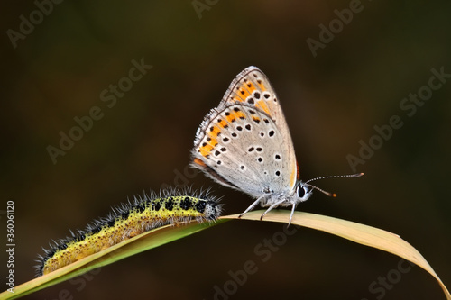 Closeup beautiful butterfly sitting on the flower in a summer garden © blackdiamond67