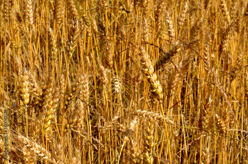 ears of rye. among the field