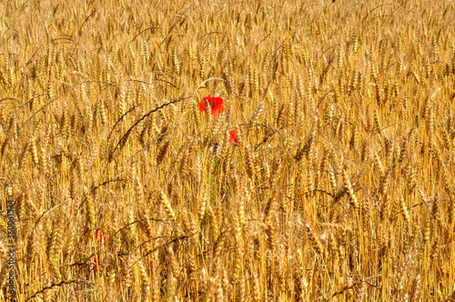 red poppy in rye field