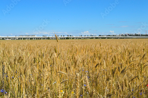rye field near the city