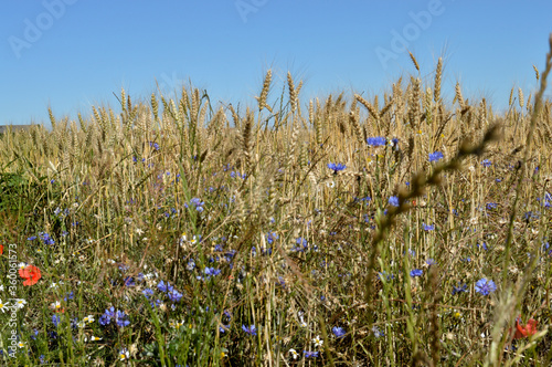 wildflowers near rye field