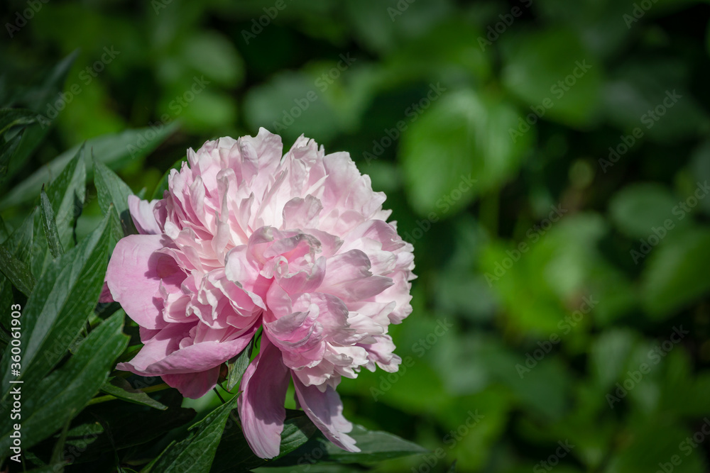 Beautiful bright pink peony blooming under the sun against the dark green of the garden. Selective focus. There is a place for your text.