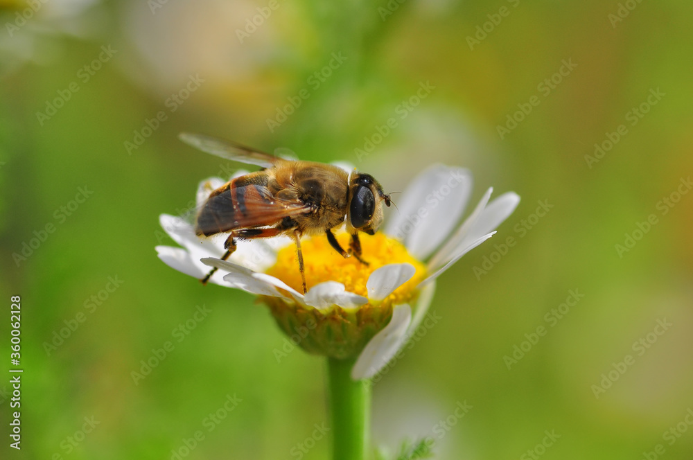 Beautiful Bee macro in green nature Beautiful Bee macro in green nature