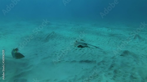 Wallpaper Mural Slow motion, Blue-spotted Stingray (Taeniura lymma) slowly swims over sandy bottom, other fish swim nearby, on background is blue water with sun`s ray. Red sea, Egypt Torontodigital.ca