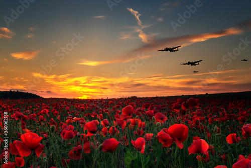 Obraz na płótnie Lest we Forget, poppy field with with WW11 planes flying across as the sun goes down
