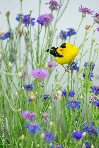 Fotografija a gold finch on bachelor button flowers