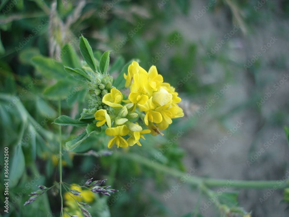 Fototapeta premium yellow flowers