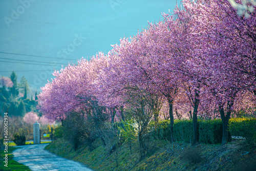 Obraz na plátně Wild cherry flowers tree