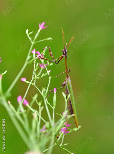 Close up of pair of Beautiful European mantis ( Mantis religiosa ) © blackdiamond67