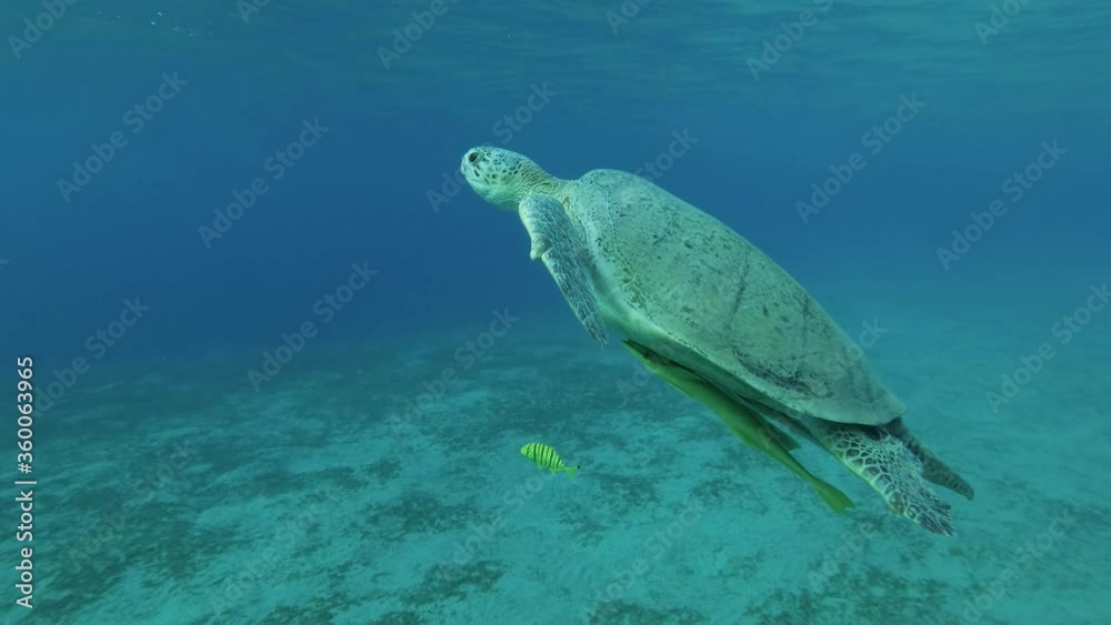 Slow motion, Great Green Sea Turtle (Chelonia mydas) with Remora fish (Echeneis naucrates) and Golden Trevally fish (Gnathanodon speciosus) slowly swims up to the surface of water. Red Sea, Egypt