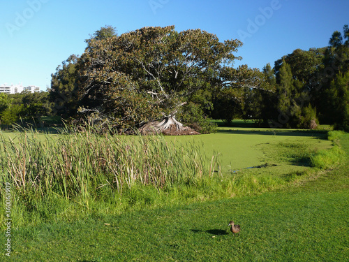 A view of Stuarts Park at North Wollongong photo