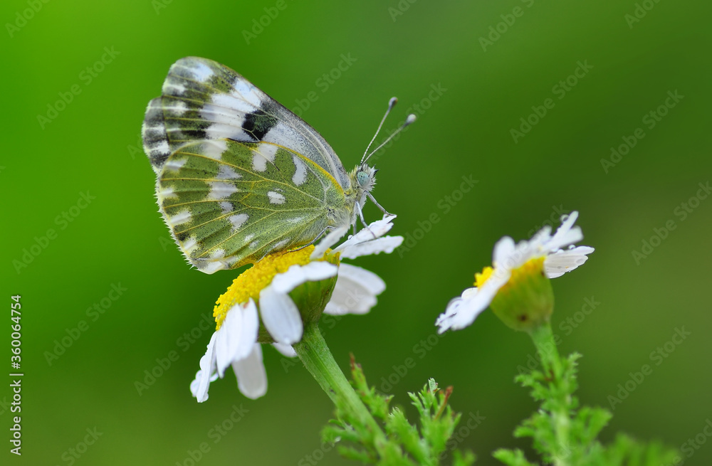 Closeup beautiful butterfly sitting on the flower in a summer garden Closeup beautiful butterfly sitting on the flower in a summer garden