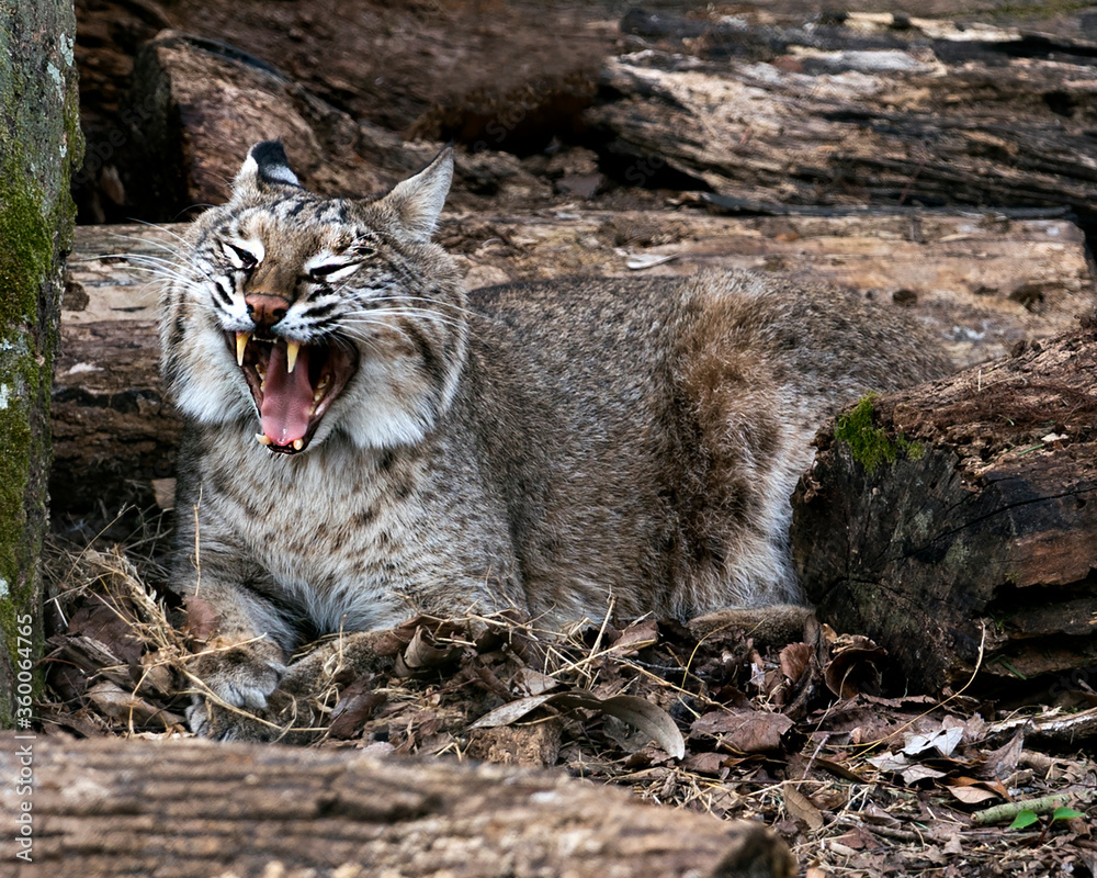 Obraz premium Bobcat Photos. Image. Portrait. Picture. Bobcat animal close-up profile view with open mouth displaying teeth, tongue.