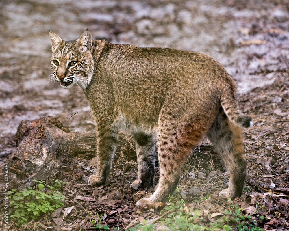 Obraz premium Bobcat Photos. Image. Portrait. Picture. Bobcat animal close-up profile view foraging in its environment and surrounding displaying brown fur, body.