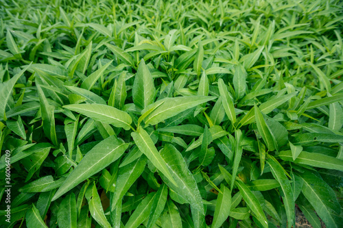Green water spinach plants in growth at vegetable garden, vegetable in southeast asia and China photo