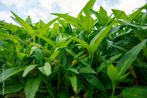 Green water spinach plants in growth at vegetable garden  vegetable in southeast asia and China