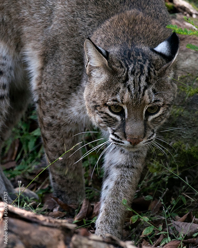 Bob cat stock photo. Image. Portrait. Picture. Bobcat close up walking and looking at the camera displaying brown fur, body, head, ears, eyes, nose, mouth, paws, and enjoying its environment. 