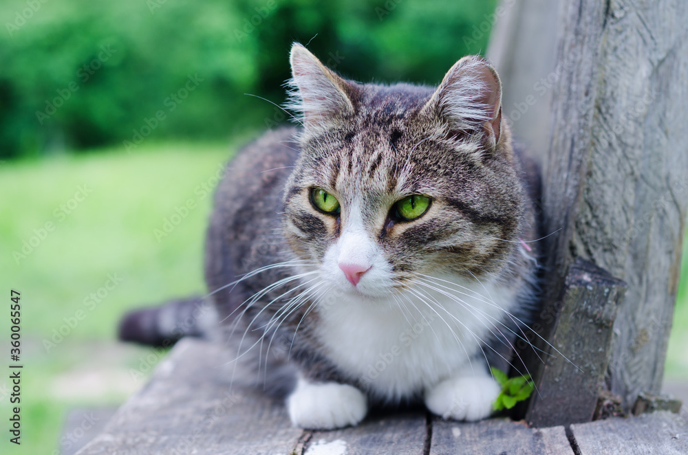 grey cat with bright green eyes on wooden bench outdoors.