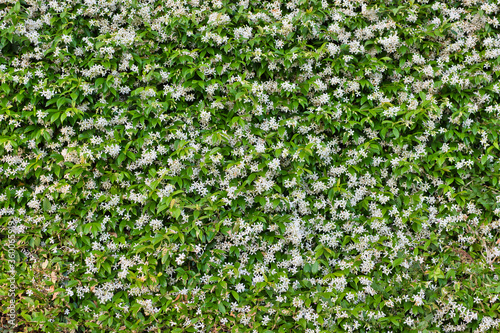 jasmine flower background. White and green flower background