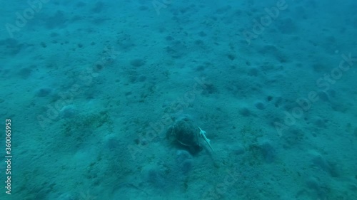 Wallpaper Mural Sea Turtle swim above sandy bottom in the depth. High-angle shot, diagonal moving. Green Sea Turtle (Chelonia mydas), Red Sea, Egypt Torontodigital.ca