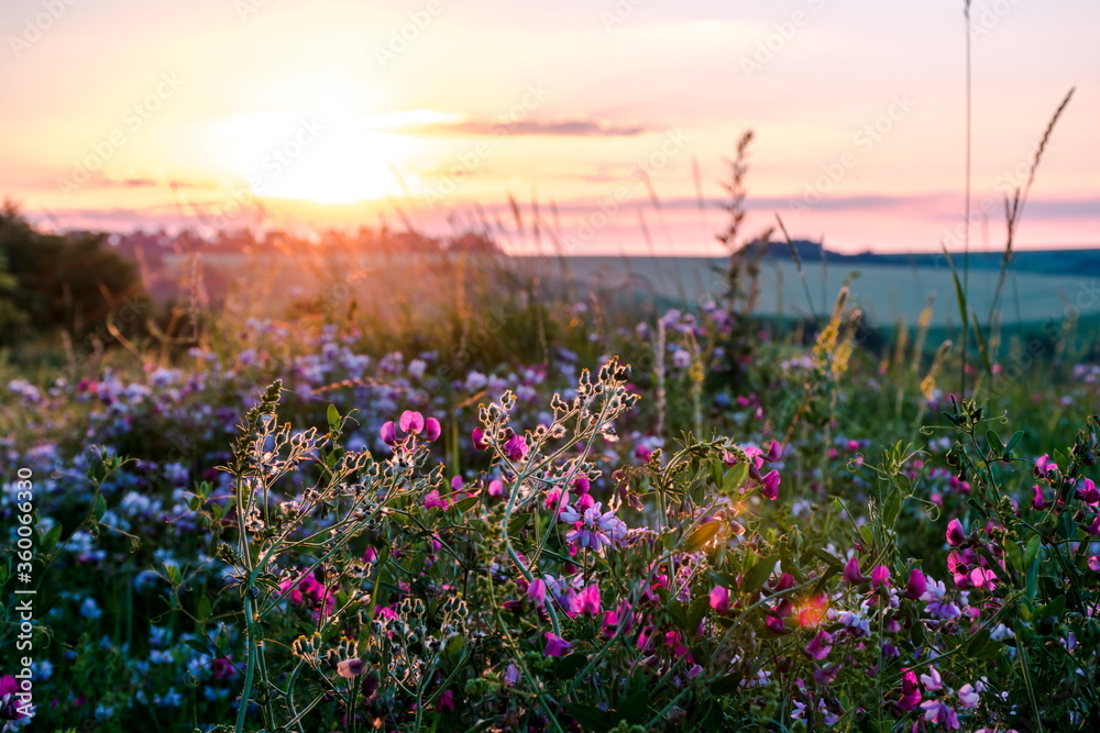 Beautiful wildflowers on a green meadow. Warm summer evening - obrazy, fototapety, plakaty 