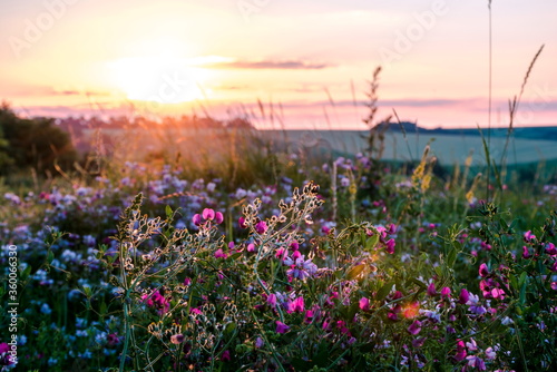Beautiful wildflowers on a green meadow. Warm summer evening