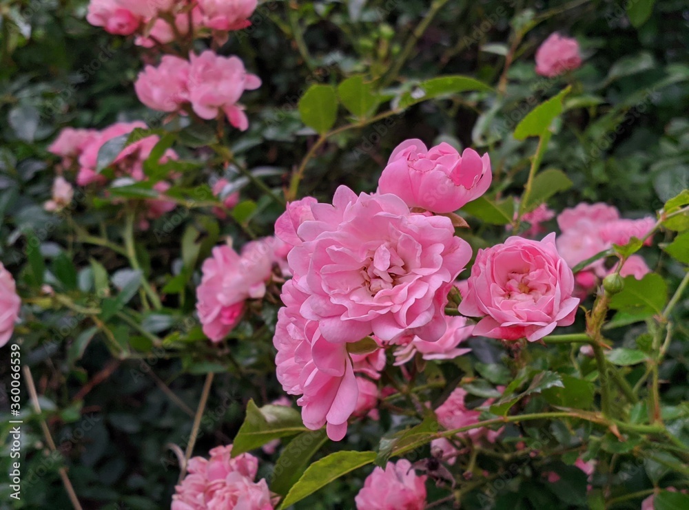 pink rose bush pink rose bush
