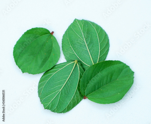 Green leaf Ziziphus mauritiana. Bidara Leaf for spiritual health therapy. Object isolated.