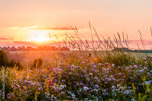 Fototapeta Naklejka Na Ścianę i Meble -  Beautiful wildflowers on a green meadow. Warm summer evening
