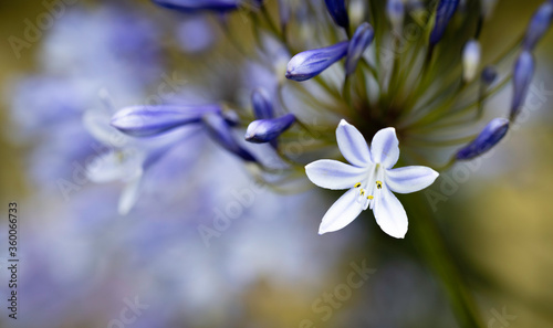 Close up of a blue Agapanthus flower, Macro with unfocused background.