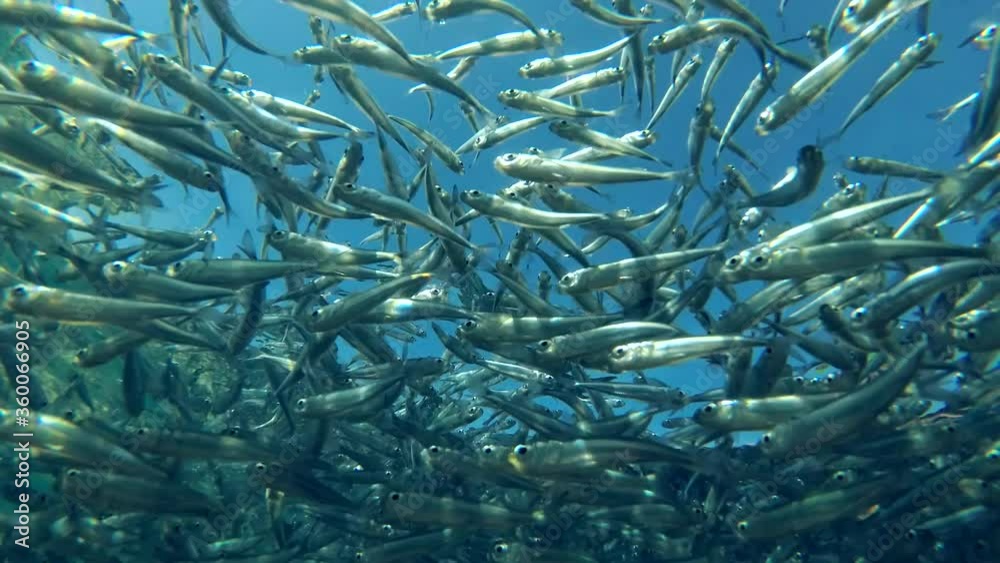 Massive school of small fish swims under surface of blue water, on blue sky background. Low-angle shot Massive school of small fish swims under surface of blue water, on blue sky background. Low-angle shot
