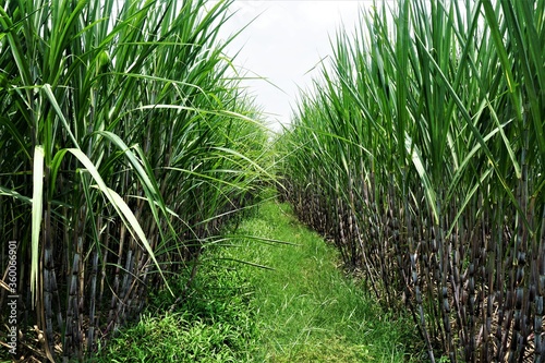 sugar cane fields, mature sugar cane trees, in the plantation area of ​​the sugar factory Panji Situbondo Indonesia.