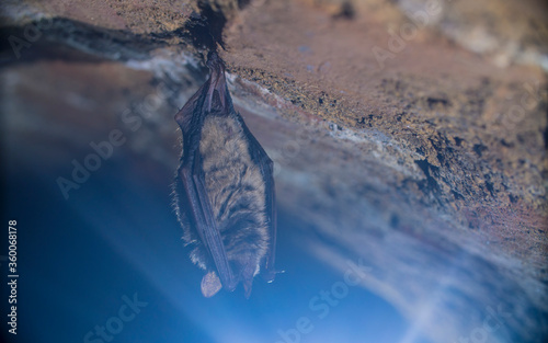 Close up strange animal Geoffroy's bat Myotis emarginatus hanging upside down on top of cold brick arched cellar moving awakened just after hibernating. Creative wildlife take. photo