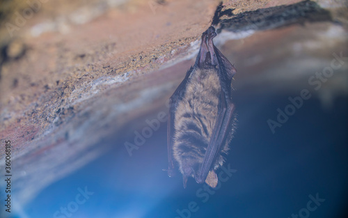 Close up strange animal Geoffroy s bat Myotis emarginatus hanging upside down on top of cold brick arched cellar moving awakened just after hibernating. Creative wildlife take.