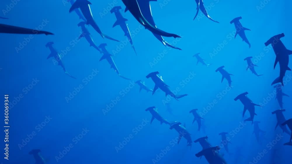 Animation of a large group of hammerhead sharks slowly swimming in the ocean. Animation of a large group of hammerhead sharks slowly swimming in the ocean.